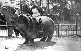 Бегемот , оставшийся в зоопарке Кенигсберга после штурма