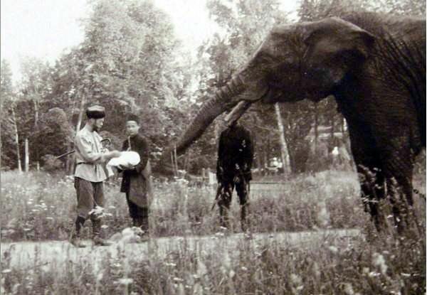 Николай II кормит слона в Царском селе