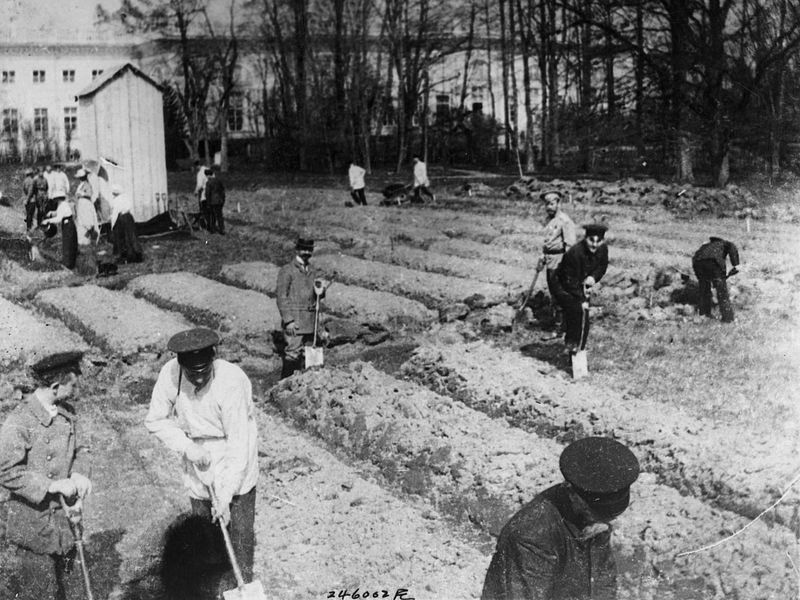 Николай II с остальными Романовыми работают в саду в Царском Селе